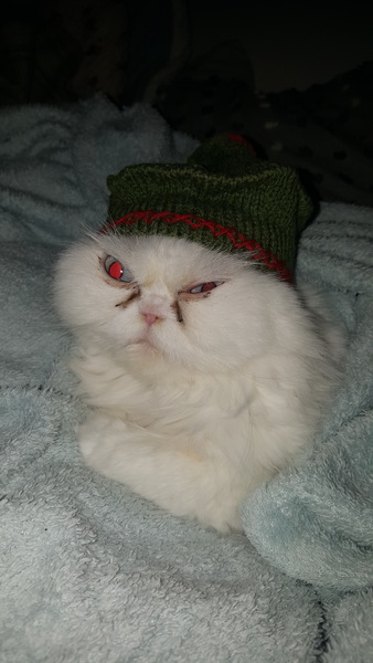 To have just bought a cat jumper. For my cat.