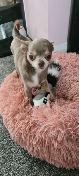 Let’s have a pet picture thread