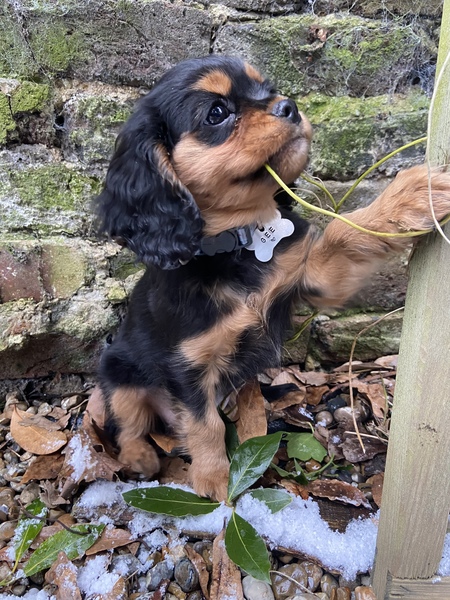 Puppy Survival Thread - January - February