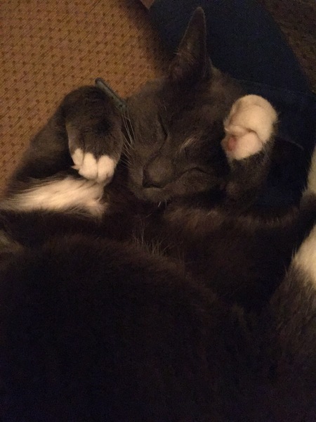 Gratuitous cat pictures please