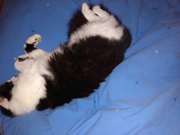 Stubby little legs.