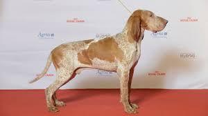 Please tell me about Italian Spinones