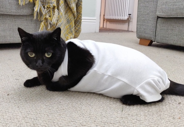 To have just bought a cat jumper. For my cat.