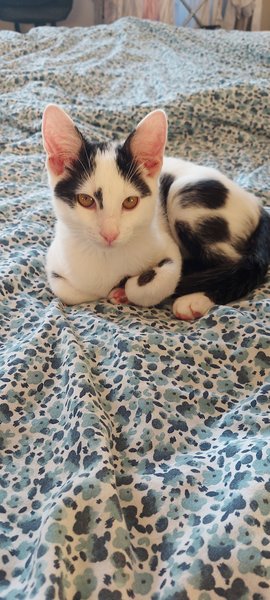 Let’s have a pet picture thread
