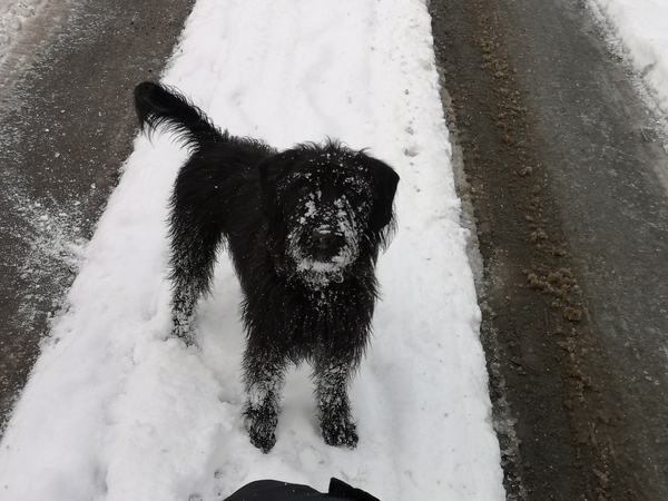 Your dogs in the snow