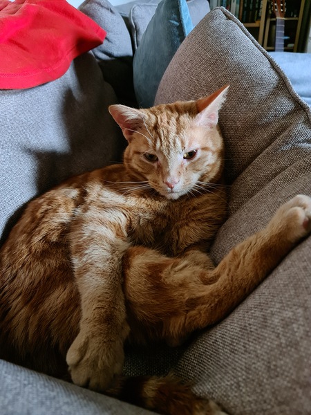 I’m finally going to get a cat!