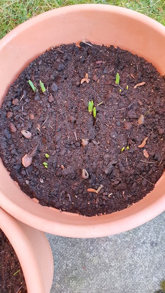 When will Tulips sown in December show on surface ?