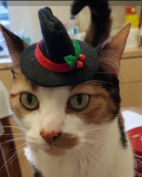 To have just bought a cat jumper. For my cat.