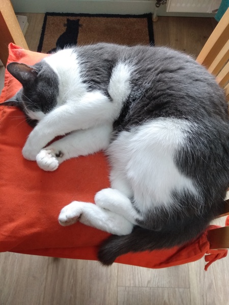 What's your DCat up to today? (Thread 8)