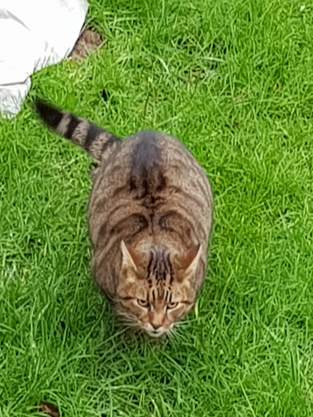 Thug cat part 3.  Unbidden guests are often welcomest when they are gone.