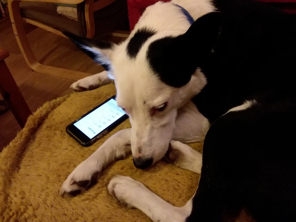 Tell me about your dog's quirks