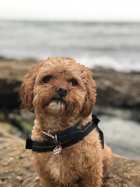Let’s have a pet picture thread