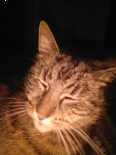 Westministers : Saving the Union