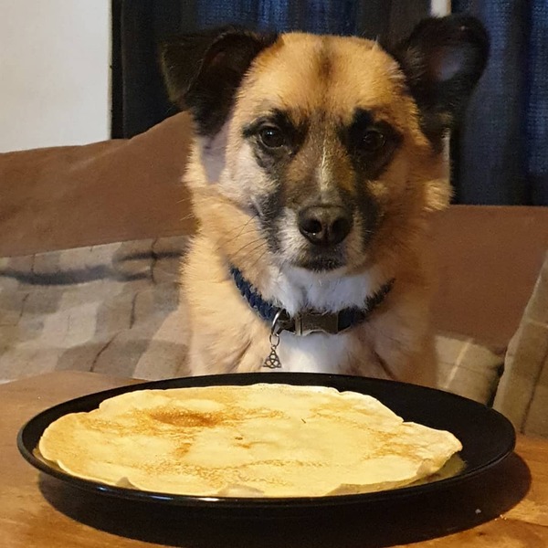 To think there’s nothing wrong with cross breeds?