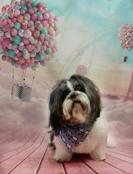 Best dog names you've ever come across