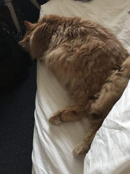 Cat chat thread the umpteenth - the Café is open all welcome