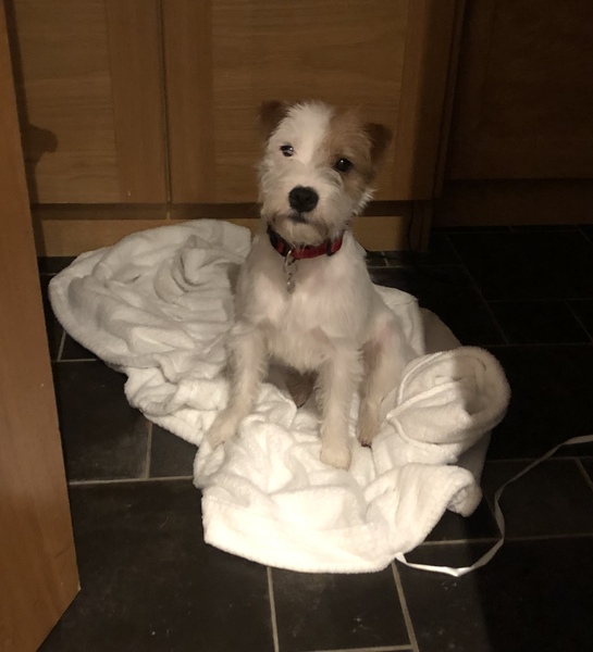 Tell me about your dog's quirks