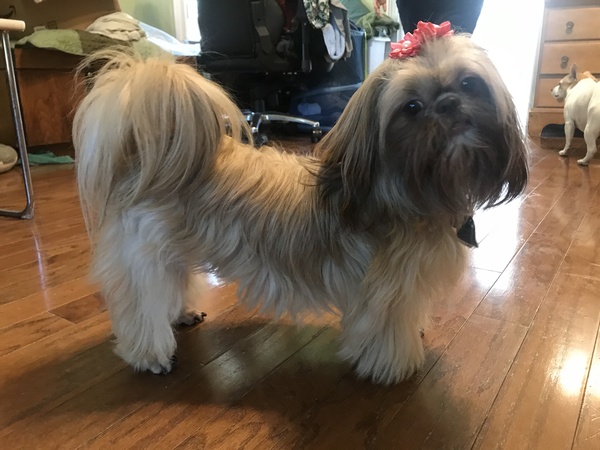 My dog is super cute and I think everyone deserves to appreciate her cuteness!