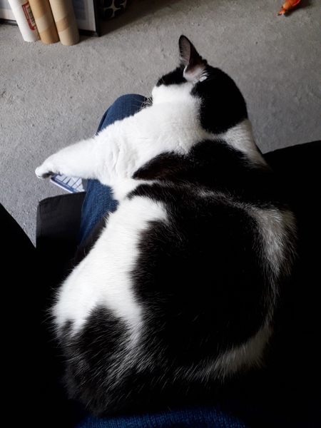 I’m finally going to get a cat!