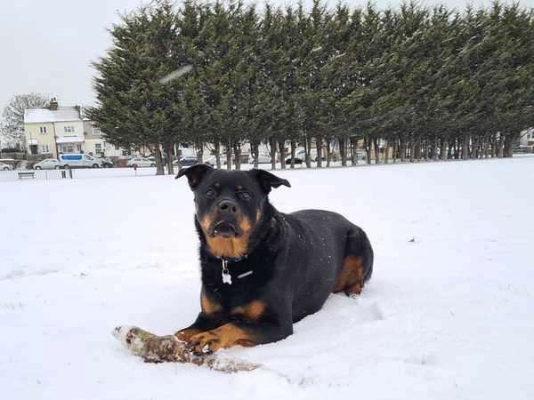 Your dogs in the snow