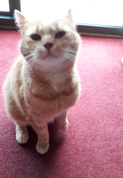 Show me your rescue cat, pleeease!