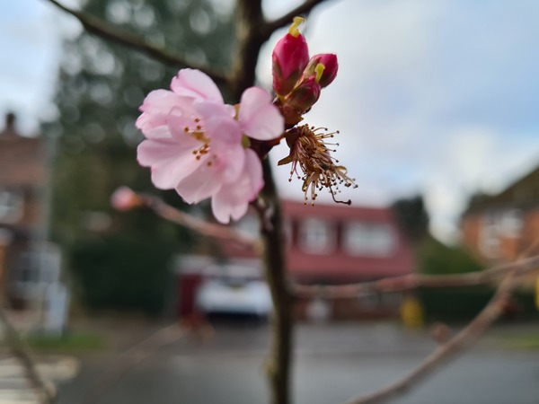 Spring is coming. Anyone else want to look at cheery photos?