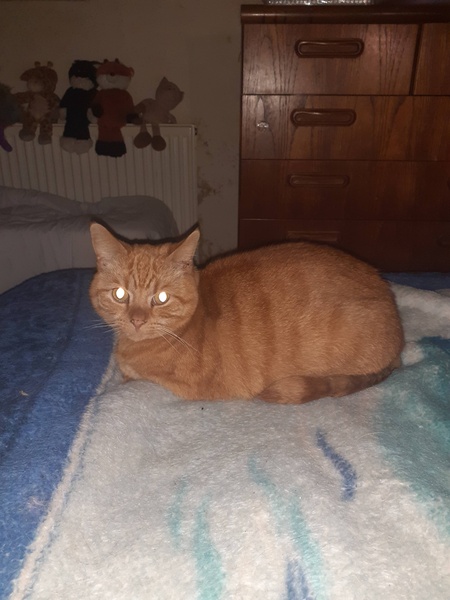 Let’s have a pet picture thread