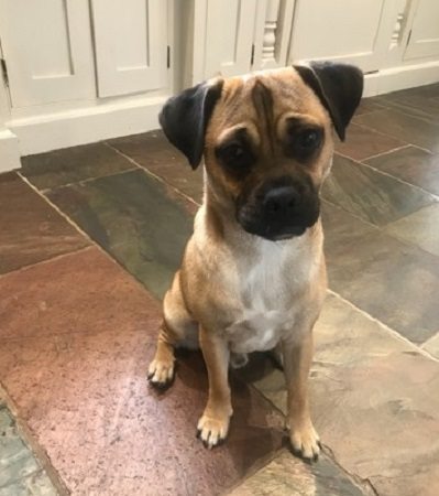 Considering getting a pug puppy - any advice?