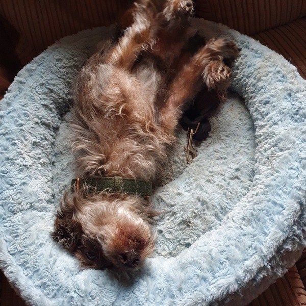 Anyone fancy doing Are You Sexier than a Squirrel training alongside me?  Yes know its cheesy but sounds fun, effective and appropriately distracting during lockdown