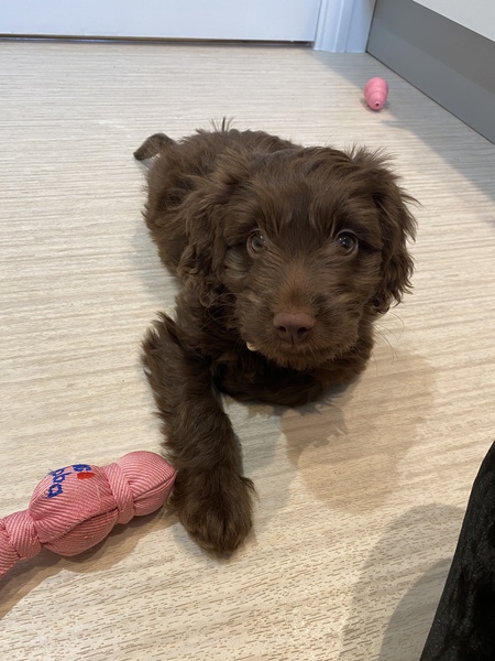 Puppy Survival Thread - January - February