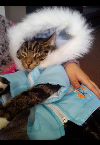 Preparing for a kitten