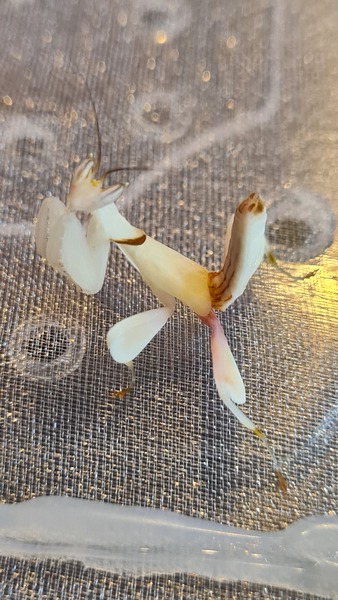 Knit, Crochet and Natter 3: Is it really still January?!