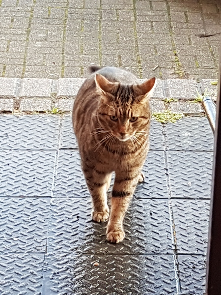 Thug cat part 3.  Unbidden guests are often welcomest when they are gone.