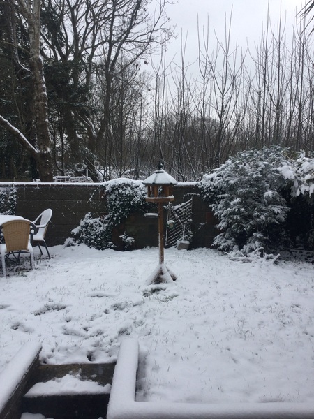 Why don't birds come to my bird table?!