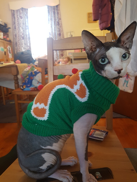 To have just bought a cat jumper. For my cat.
