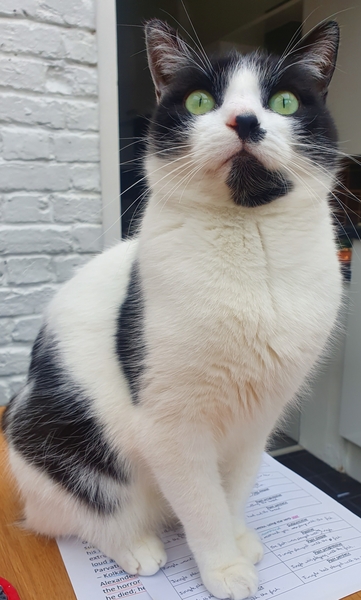 I’m finally going to get a cat!