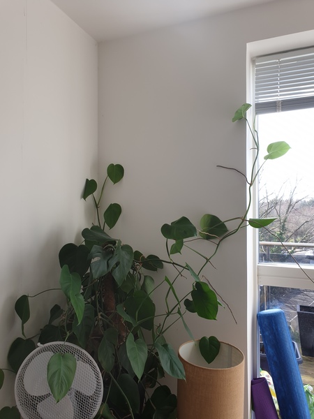 Little Shop of Horrors in my flat