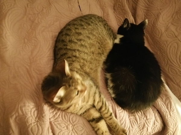 Week 3 - Jan '21 Low Carb Bootcamp - time for Light?