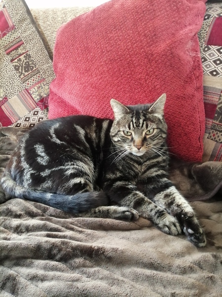 Show me your rescue cat, pleeease!