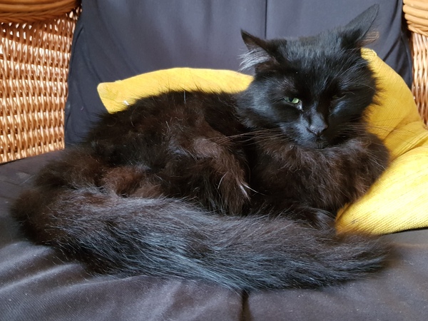 Cat chat thread we've lost count