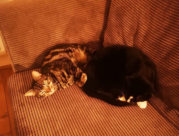 Show me your rescue cat, pleeease!