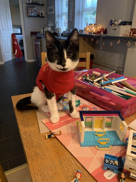 What age/size was your kitten spayed?