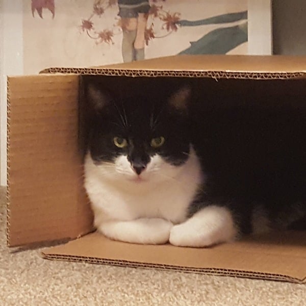 I’m finally going to get a cat!