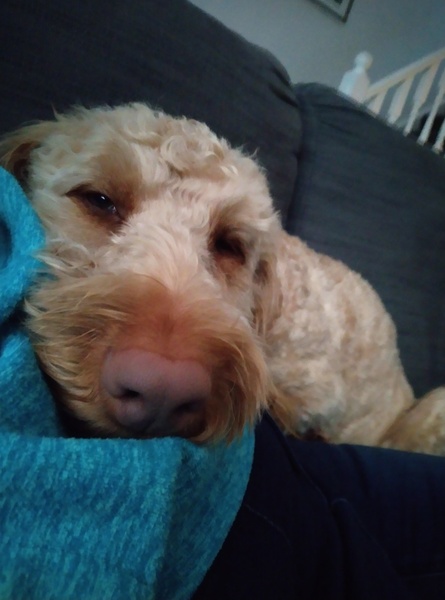 Ddog attacked and bit me