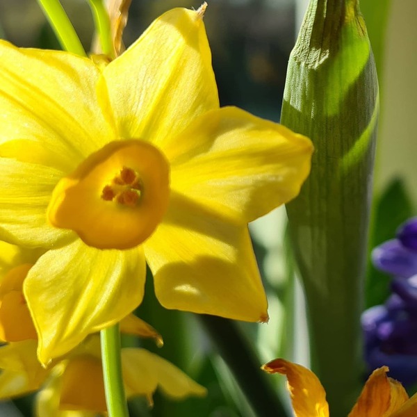 Spring is coming. Anyone else want to look at cheery photos?
