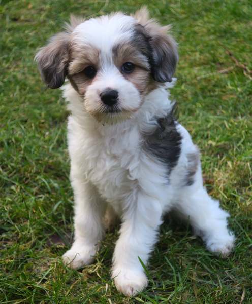 Is it ok for a young puppy go out to wee in the snow?