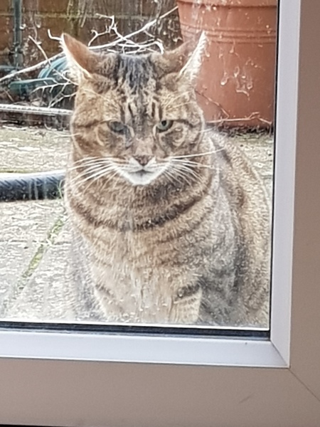 Thug cat part 3.  Unbidden guests are often welcomest when they are gone.