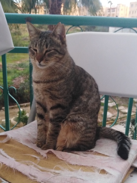 Thug cat part 3.  Unbidden guests are often welcomest when they are gone.