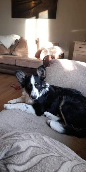 Let's see your collie puppies!