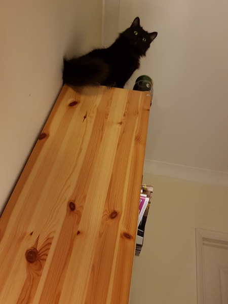 Cat chat thread we've lost count